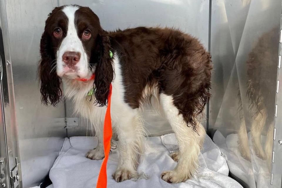 Dog trapped under a pile of rocks in San Francisco's Ocean Beach rescued