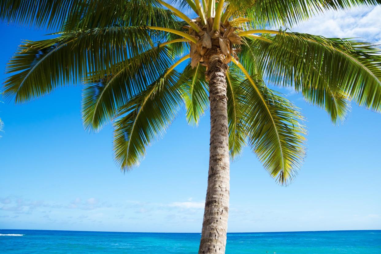 coconut Palm tree on the sandy beach in Hawaii, Kauai