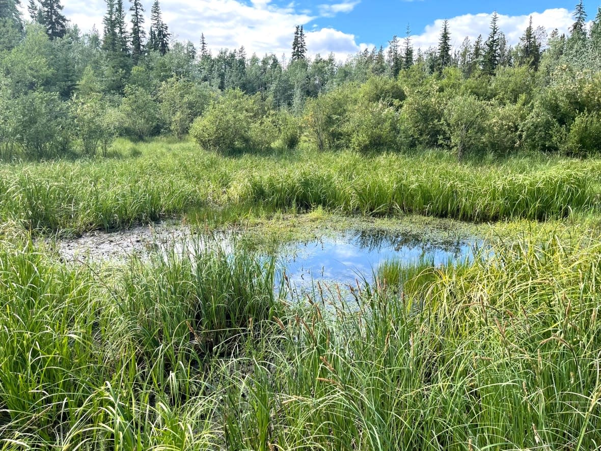 A small wetland area near Whitehorse's Riverdale neighbourhood. Public input on the Yukon government's draft wetlands policy closed Friday. (Julien Gignac/CBC - image credit)