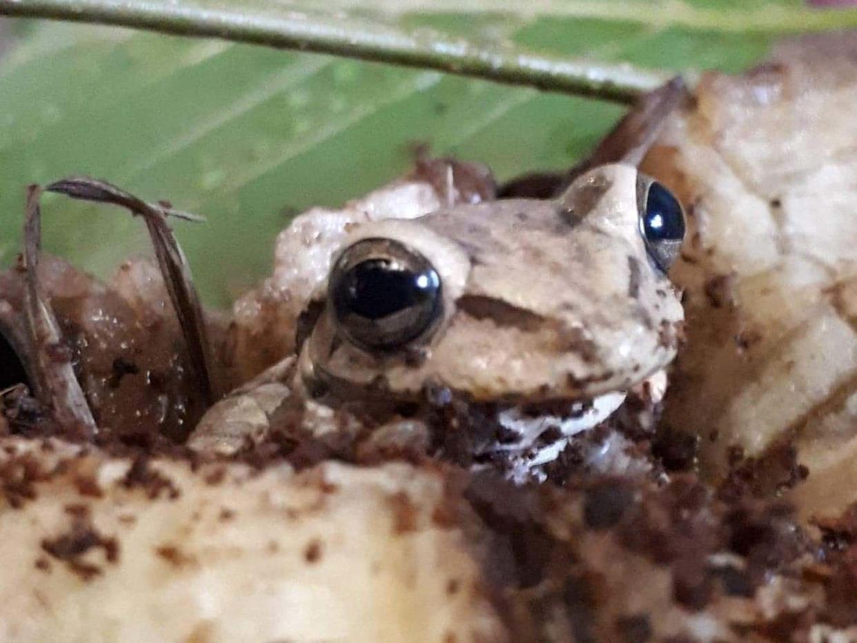 Photo issued by RSPCA Cymru of a frog, believed to be a Banana Tree Frog, that was found in a bunch of bananas at an Asda store in Llanelli: RSPCA Cymru /PA Wire