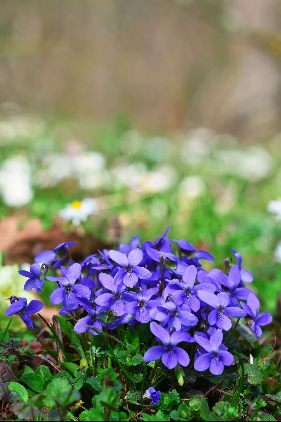 flower meanings, violets 