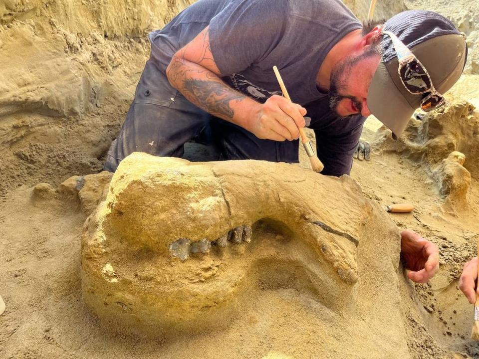 The ancient elephant’s lower jaw as seen during excavations.