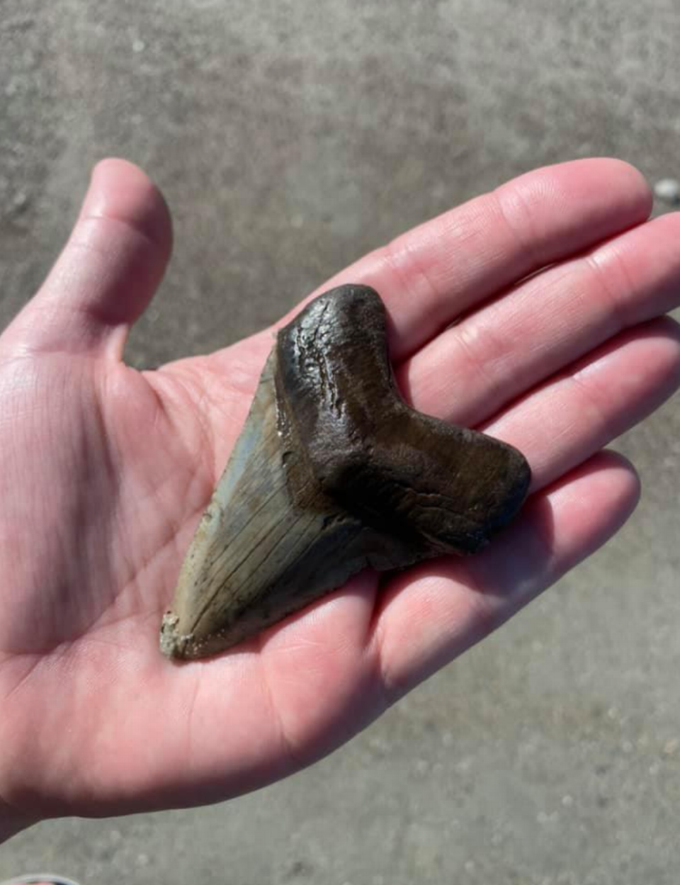 A woman hunting for shark teeth in South Carolina recently found a huge tooth at Hunting Island, fueling speculation about what beast it might have once belonged to.