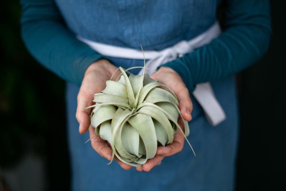 Susan Sanchez with an air plant.