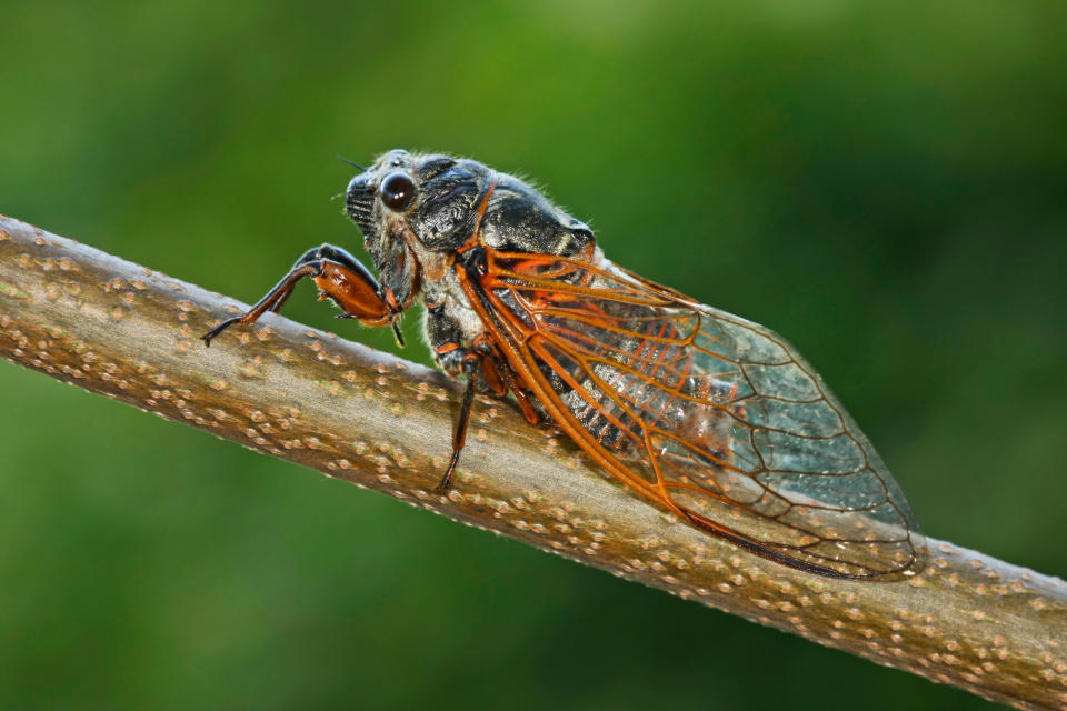 cicadas. 2020 (Alamy)