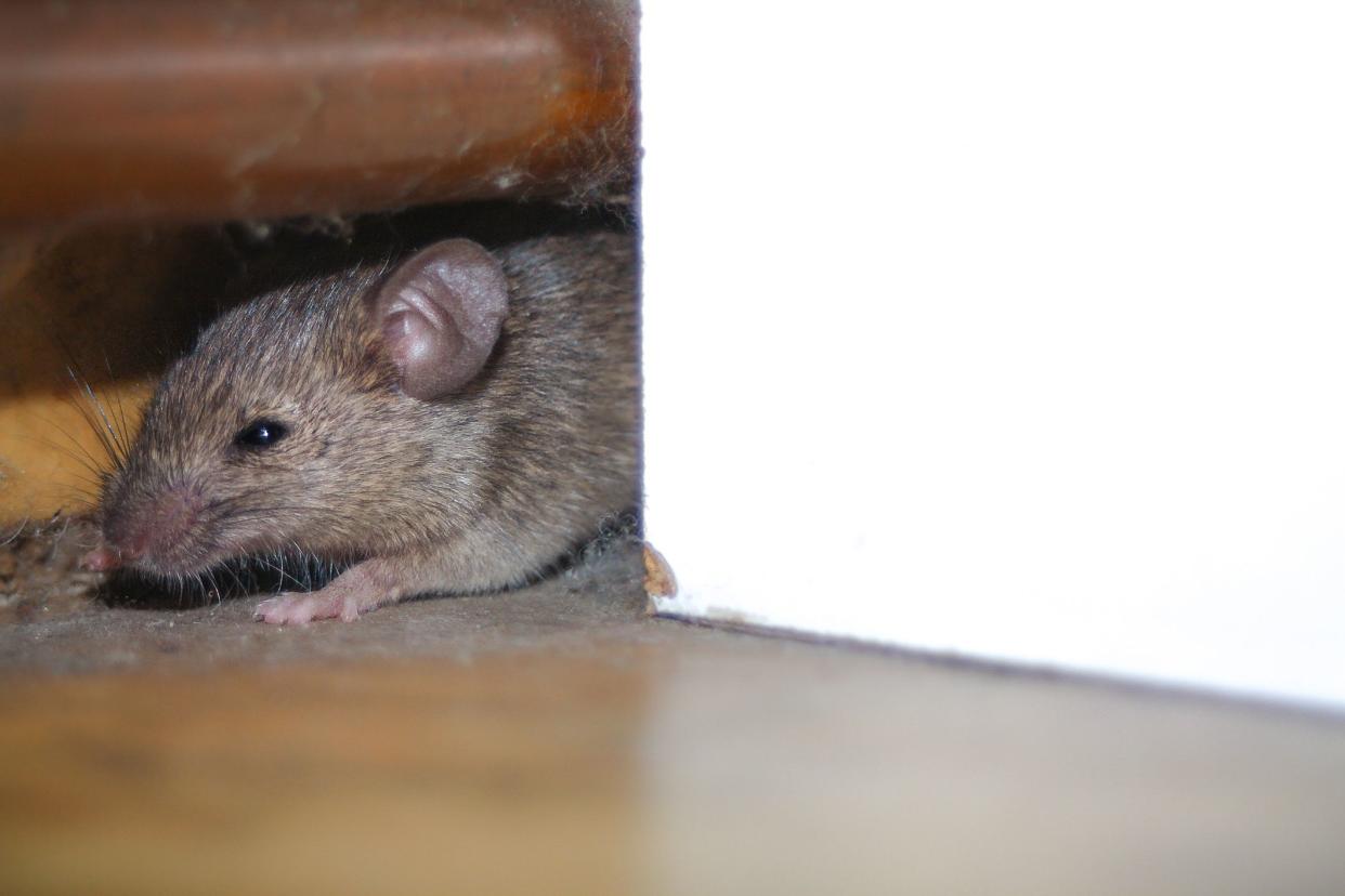 Close up shot of mouse peeking out of the dusty hole behind white furniture and under copper pipe.