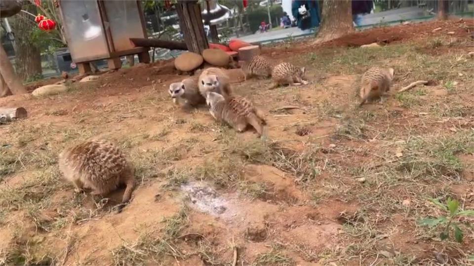 逛商場遭狐獴咬傷　「飼主看了一下就離開」受害者傻眼