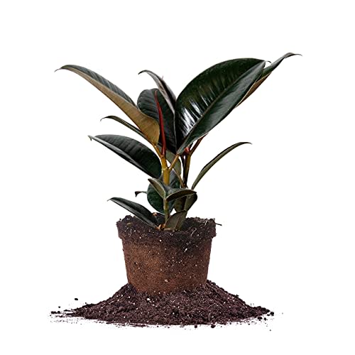 Perfect Plants Rubber Plant | Ficus Elastica 'Burgundy' | Live Indoor Houseplant | Unique Home Décor, 6in. Grower's Pot