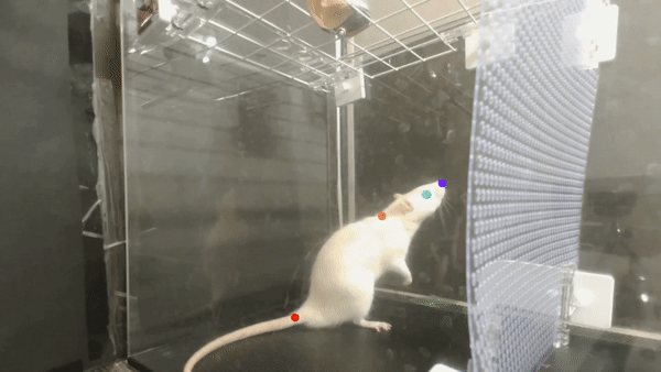 GIF of a white rat bopping its head along to music