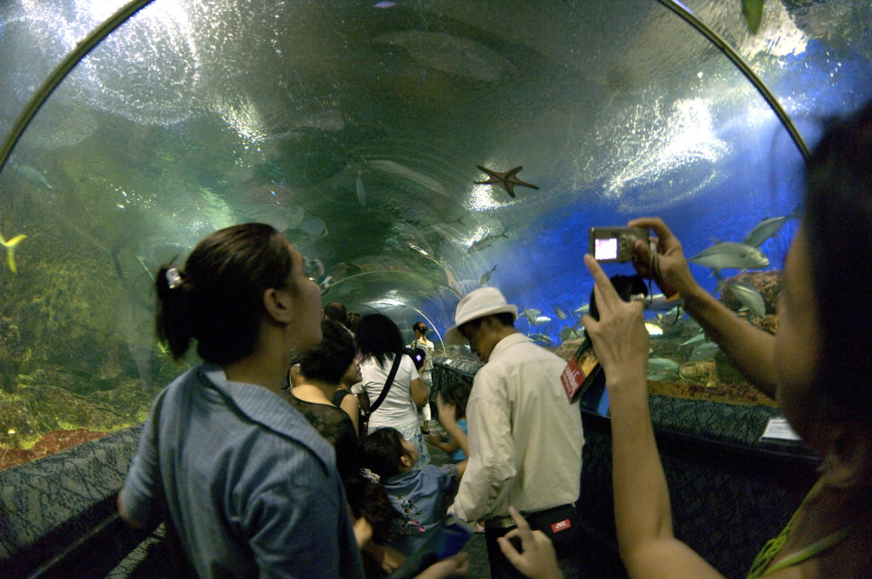 SINGAPORE - 2005/08/15: Underwater show at Santosa island. This unique facility feature an underpass below the water tank where hundreds of shraks swim among other species.. (Photo by Roland Neveu/LightRocket via Getty Images)