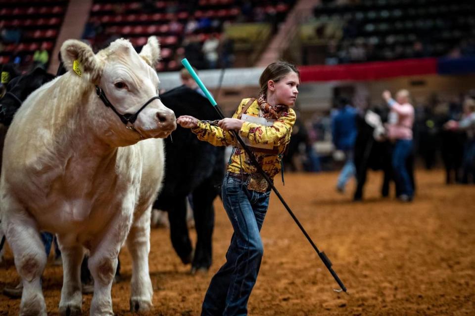 A young contestant tugs at her steer as they walk around the arena during the Fort Worth Stock Show and Rodeo’s Jr. Steer Show on Friday, Feb. 3, 2023.