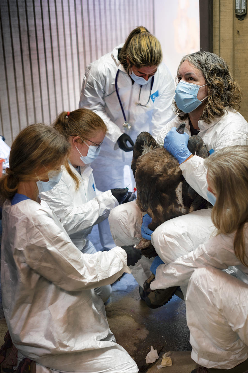 Dr. Dominique Keller, chief veterinarian, center, joined by her team showing how many it takes to administer to a California condor an avian influenza vaccine at the Los Angeles Zoo, on Tuesday, Aug. 15, 2023. Antibodies found in early results of a historic new vaccine trial are expected to give endangered California condors at least partial protection from the deadliest strain of avian influenza in U.S. history. (AP Photo/Richard Vogel)