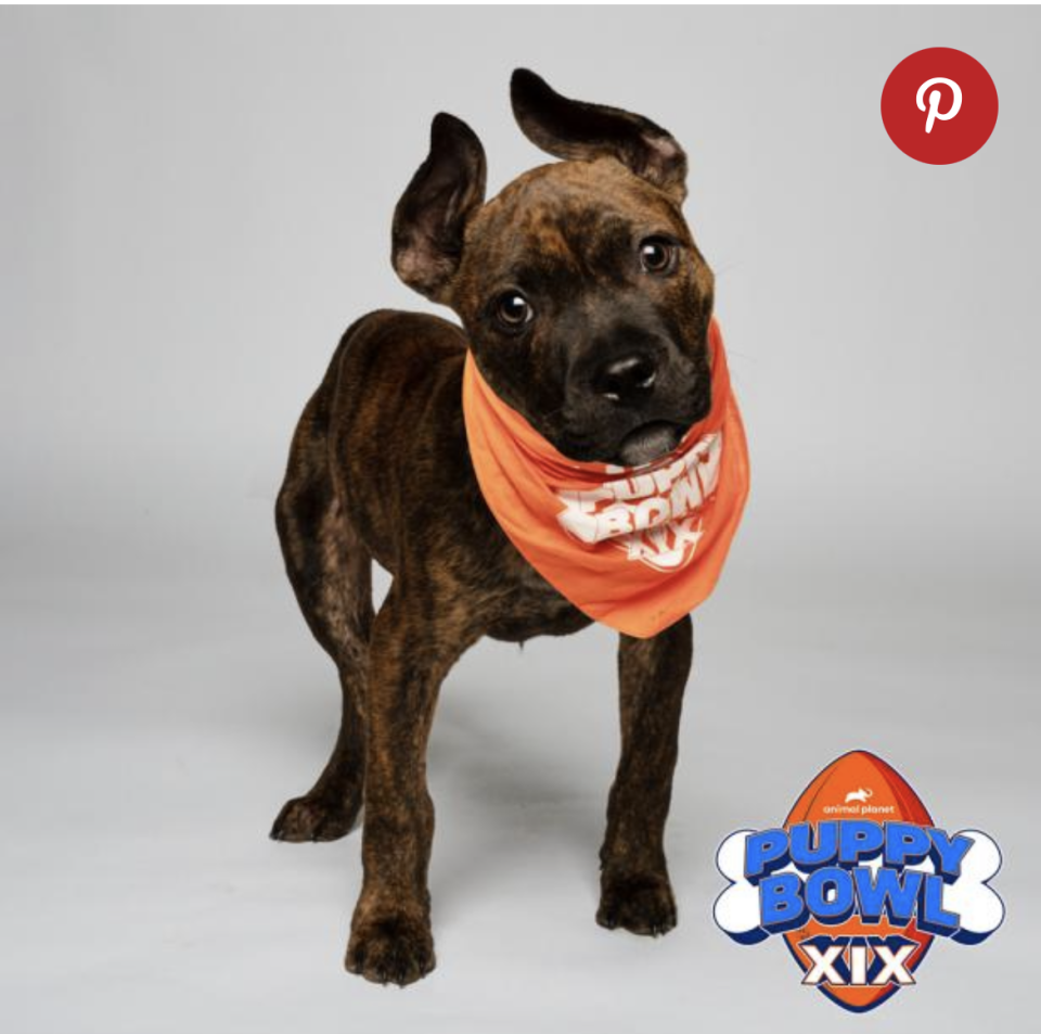 Little Mighty competed in Puppy Bowl XIX, aired Feb. 12, 2023, on Animal Planet.