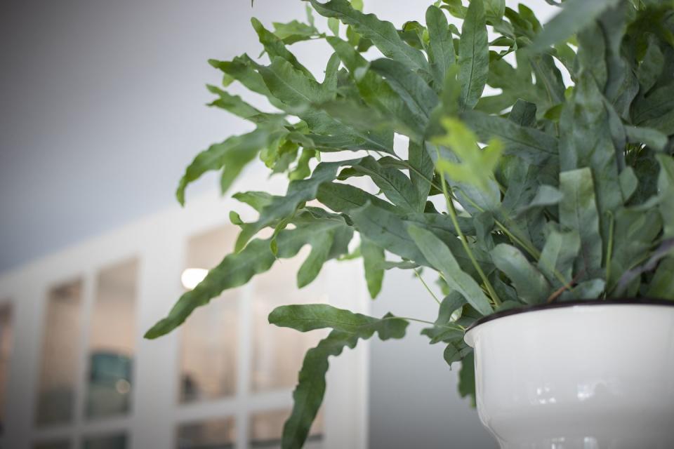 best indoor and outdoor hanging plants bluestar fern