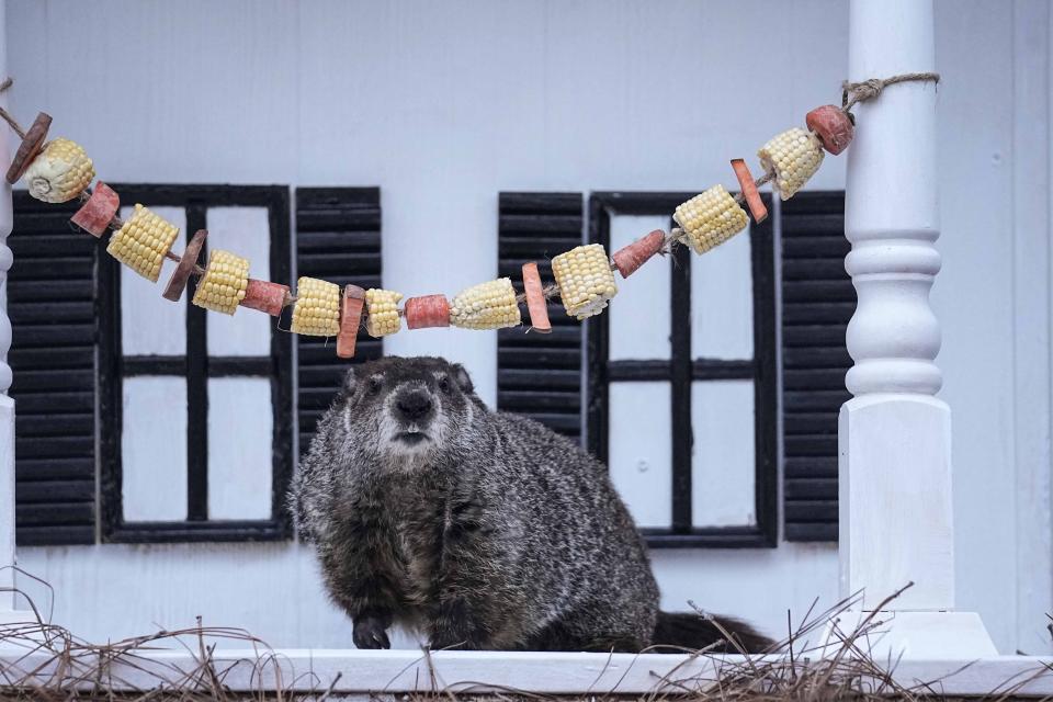 Groundhog General Beauregard Lee moves from his shelter at the Dauset Trails Nature Center, Friday, Feb. 2, 2024, in Jackson, Ga. General Beauregard Lee handlers said that the groundhog has forecast an early spring. (AP Photo/Brynn Anderson)