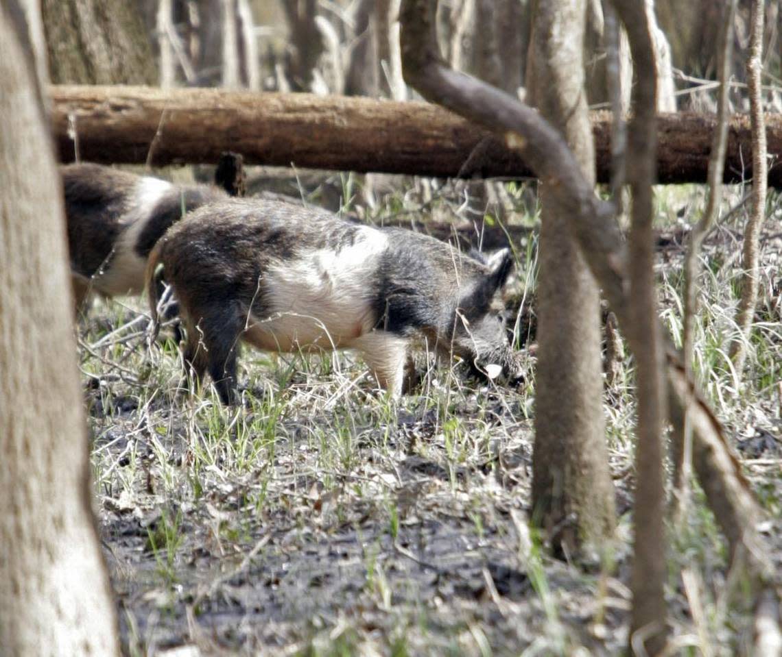 Wild hogs search for grubs at Congaree National Park in February of 2009.