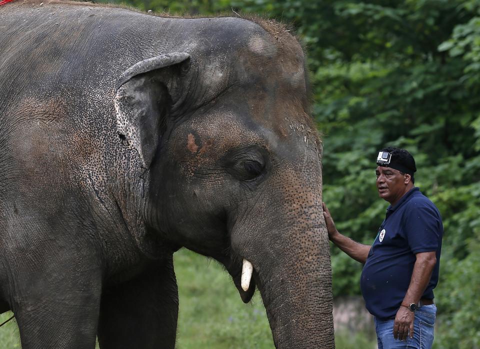 A veterinary from the international animal welfare organization 'Four Paws' offers comfort to an elephant named 'Kaavan' during his examination at the Maragzar Zoo in Islamabad, Pakistan, Friday, Sept. 4, 2020. The team of vets are visiting Pakistan to assess the health condition of the 35-year-old elephant before shifting him to a sprawling animal sanctuary in Cambodia. (AP Photo/Anjum Naveed)