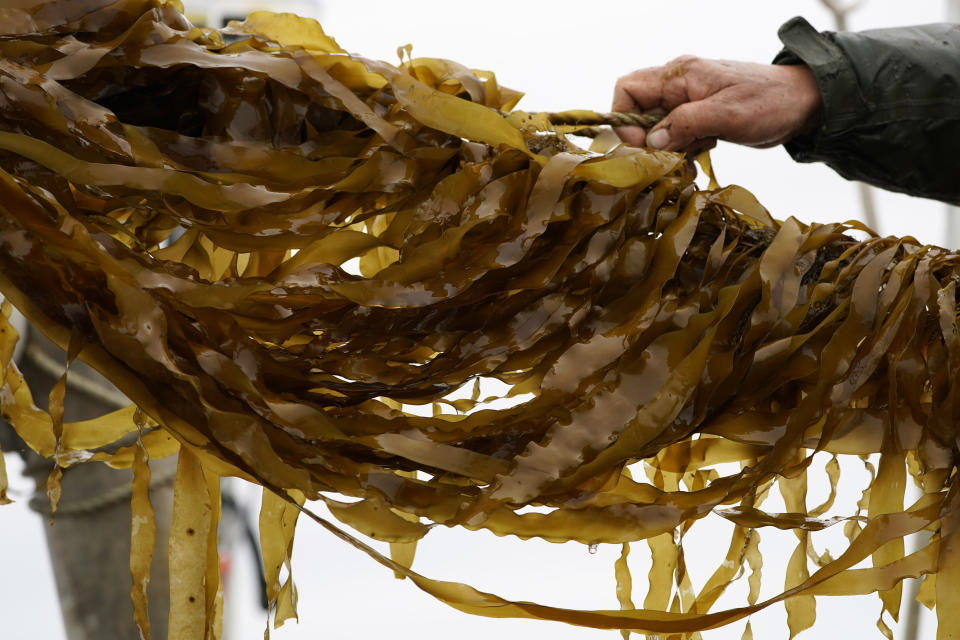Farm-raised kelp is hauled aboard a barge for harvesting, Thursday April 29, 2021, off the coast of Cumberland, Maine. Maine’s seaweed farmers are in the midst of a spring harvest that is almost certain to break state records (AP Photo/Robert F. Bukaty)