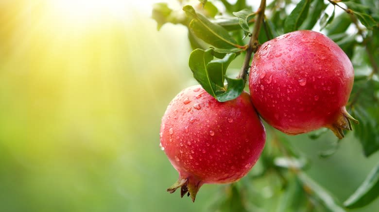 Pomegranate fruits hanging on tree