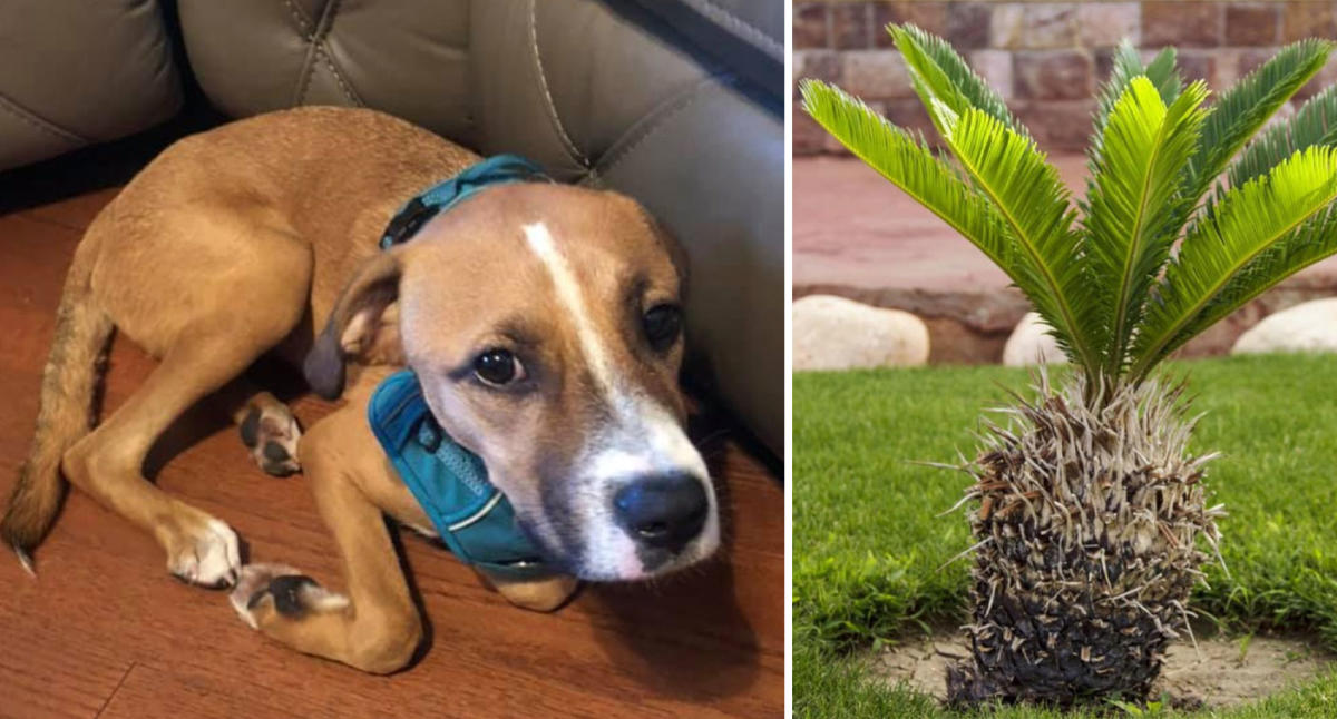 what plants can kill dogs