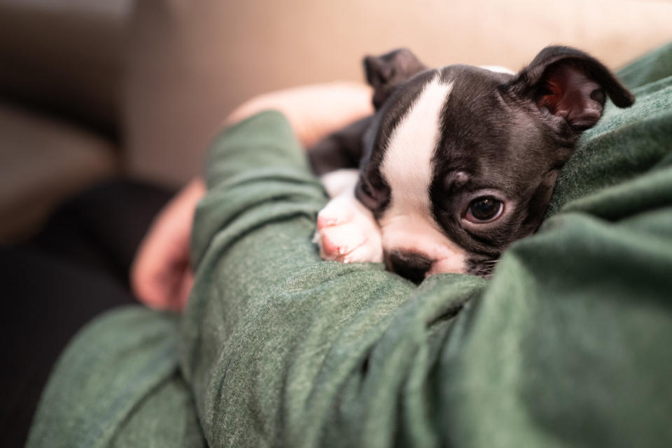 A Boston Terrier dog curled up in a human's arms