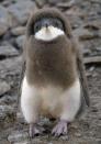 An Adelie penguin looks bewildered on Paulet Island, Antarctica.