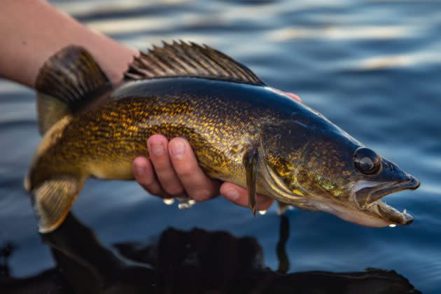 Ronnie Klagstad caught this 32.5″ Northern Pike in Cuyahoga River