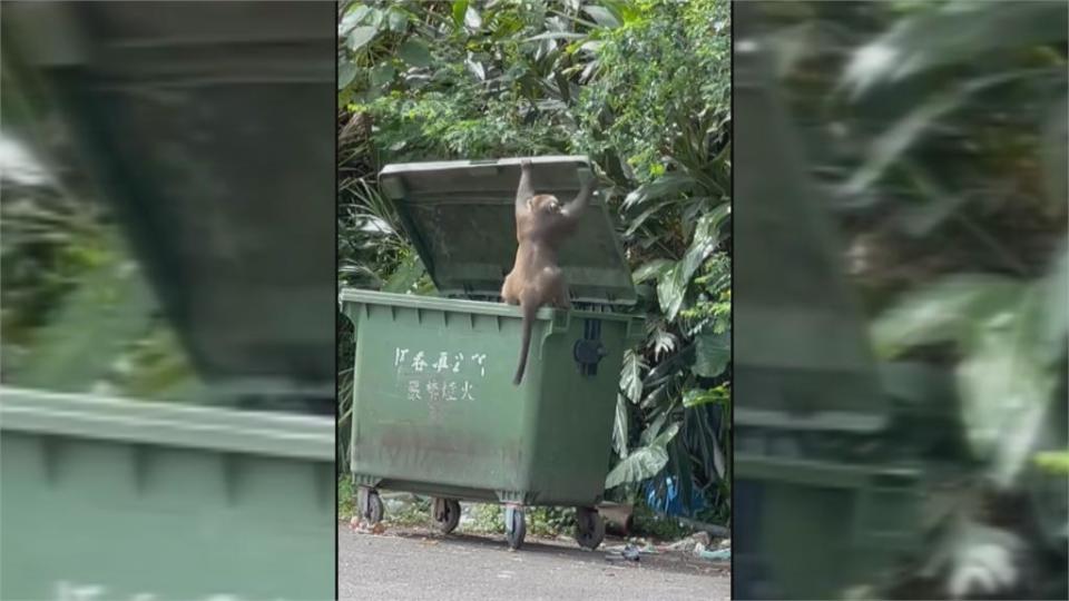 獼猴翻垃圾子母車覓食　恆春鎮公所將「加蓋」防猴