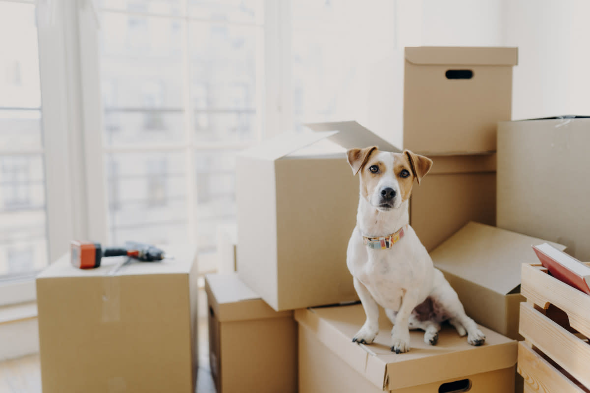 Moving can be hard on pets. <p>vk_st/Shutterstock</p>