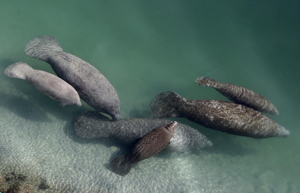 In this Dec. 28, 2010, file photo, a group of manatees are in a canal where discharge from a nearby Florida Power & Light plant warms the water in Fort Lauderdale, Fla. Manatees are starving to death by the hundreds along Florida's east coast because algae blooms and contaminants are killing the sea grass the beloved sea mammals eat, a wildlife official told a Florida House committee on Tuesday, Oct. 19, 2021. (AP Photo/Lynne Sladky, File)