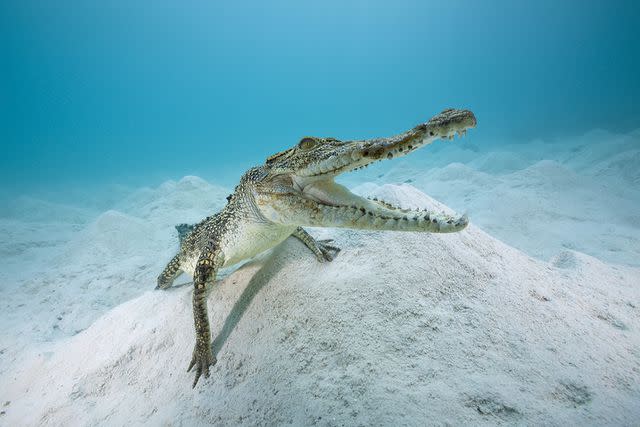 <p>Reinhard Dirscherl/ullstein bild via Getty Images</p> Saltwater Crocodile