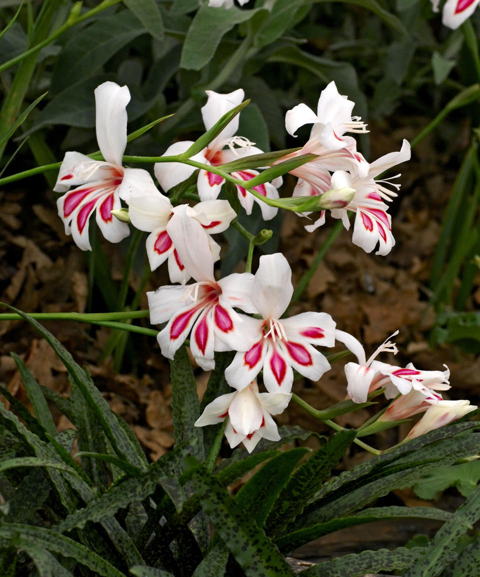 The 'lipstick' pink markings of Gladiolus 'Prins Claus'