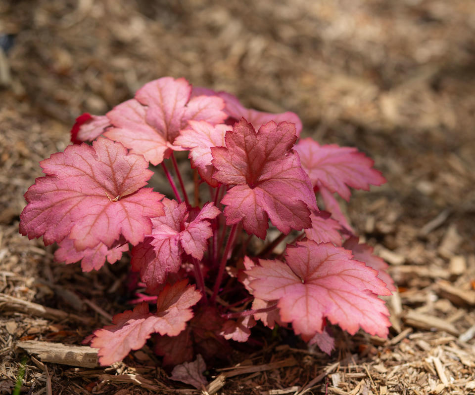 A heuchera surrounded by woodchip mulch