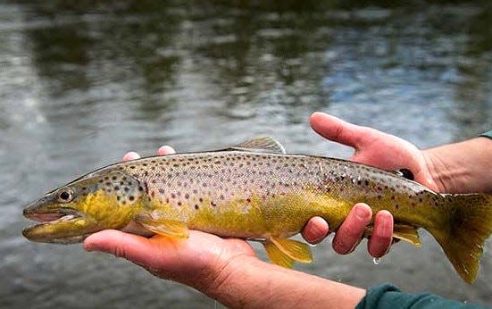 Brown trout