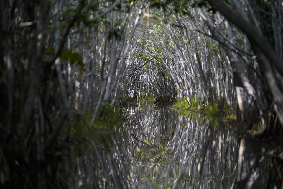 Mangroves form an arch over a lagoon in the tourist area of San Crisanto, an old salt harvesting community between Progreso and Dzilam, in Mexico’s Yucatan Peninsula, Friday, Oct. 8, 2021. (AP Photo/Eduardo Verdugo)
