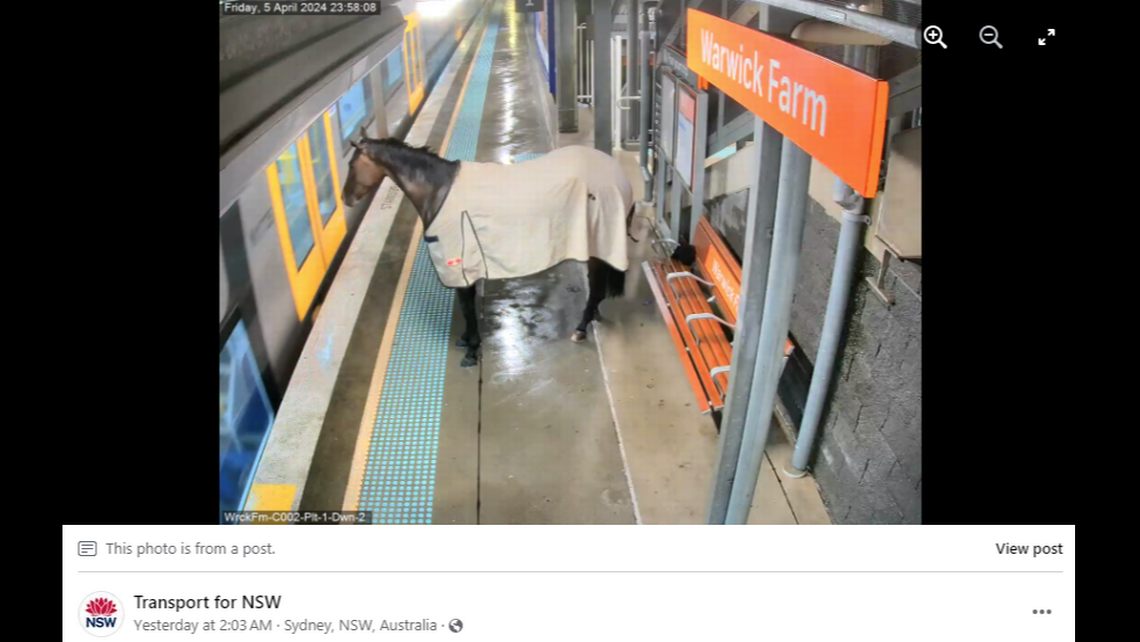 عندما يصل القطار إلى المحطة، ينتظر الحصان خلف الخط الأصفر حتى يفتح الباب.