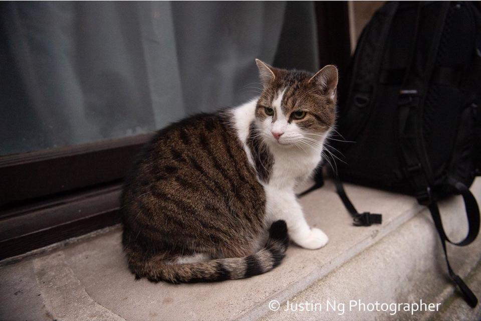 英國民眾都愛賴瑞。（翻攝Larry the Cat 推特）