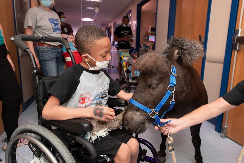 Therapy pony comforting boy in a wheelchair