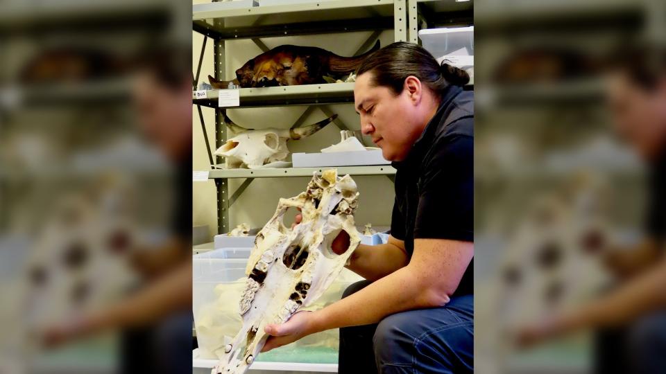 A man sits holding a horse skull in a lab.