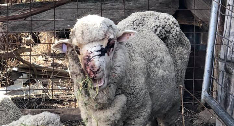 Family devastated by NSW drought