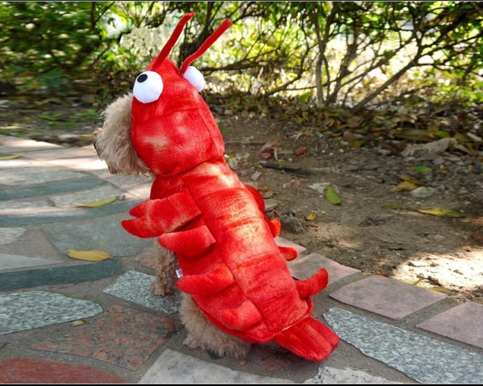 Get this <a href="https://fave.co/31easug" target="_blank" rel="noopener noreferrer">Lobster Dog Costume for $30</a> at Etsy. It's available in sizes XS-XL and has a hood.
