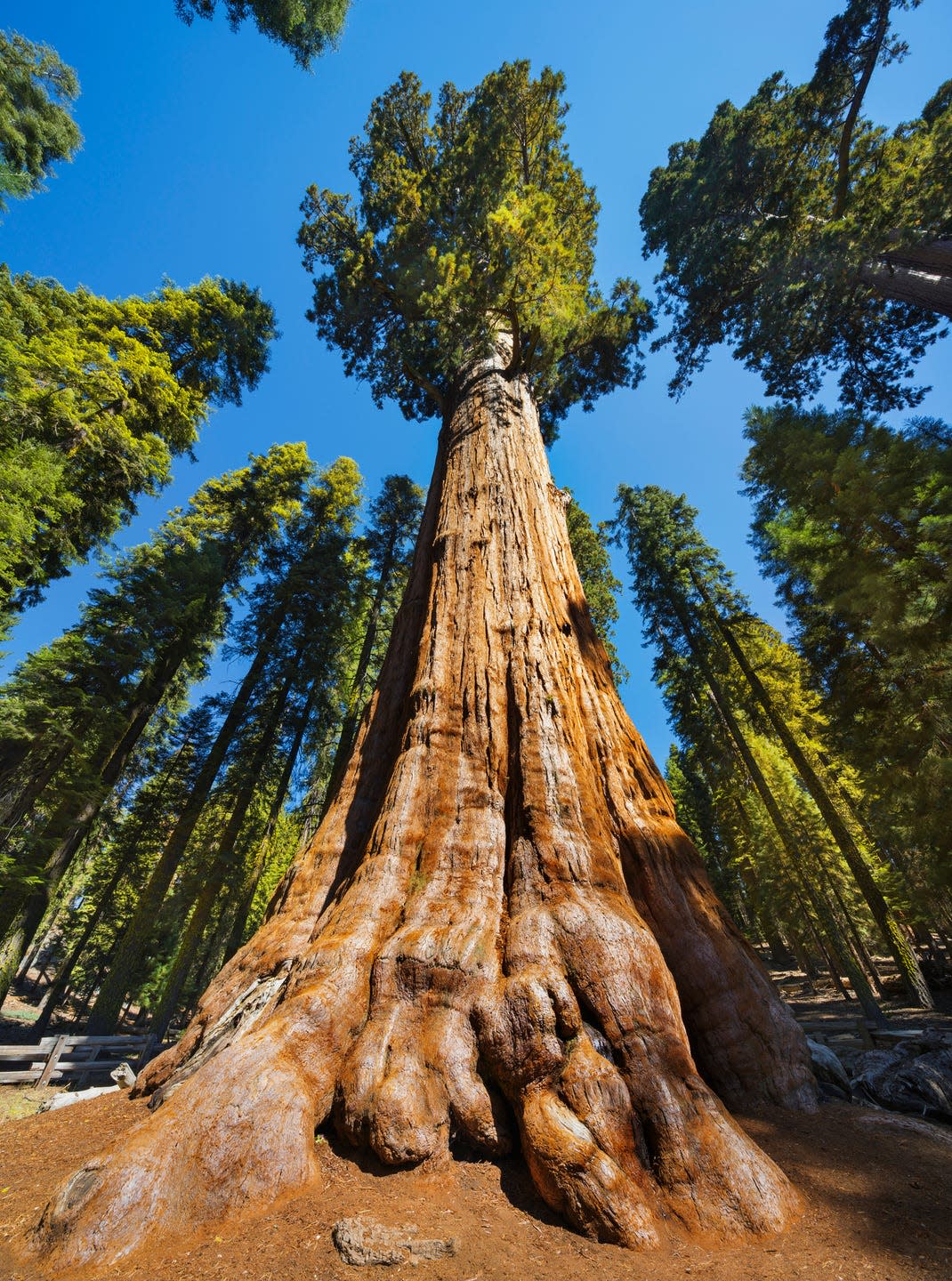 dest roadside attractions general sherman tree general sherman in sequoia national park