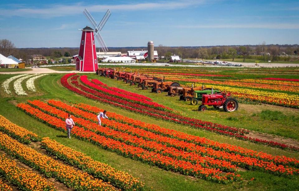 A vintage tractor collection is on display surrounded by some of the 1.5 million tulips planted at The Fun Farm.