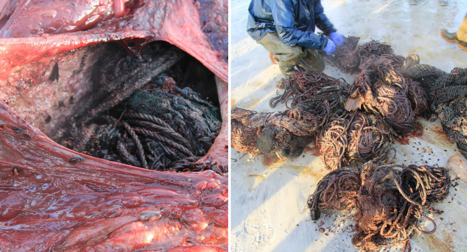 Bunches of rope from the inside of a dead whale washed up in Scotland. 