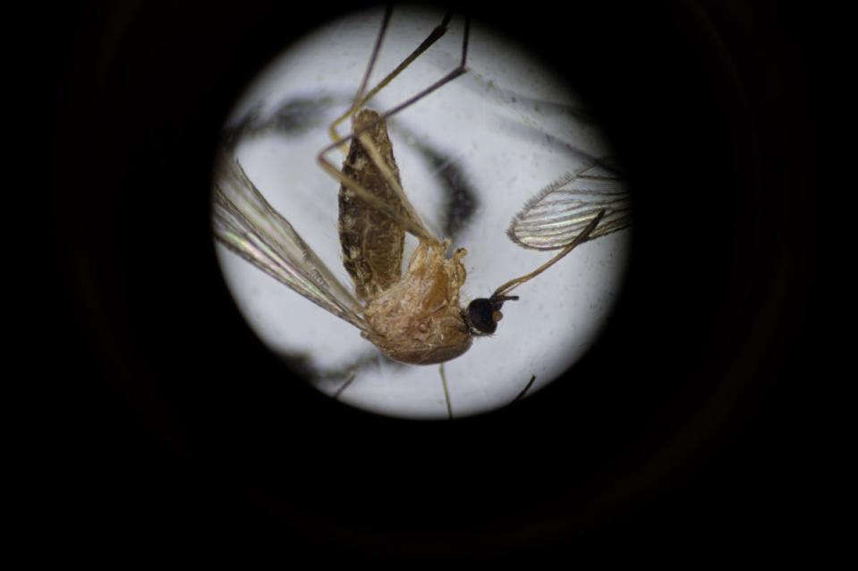 A culex pipiens mosquito under a microscope. Culex pipiens are a species of mosquito that spread West Nile virus. ((Photo by Jon Cherry/Getty Images))