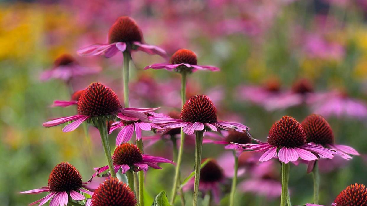  echinacea in garden 