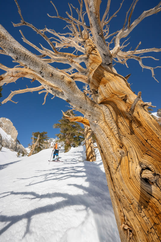 What ended up being my favorite part of spending so much time with this mountain, was the trees up in Red Lake Basin. After 4500 vert of slogging with a heavy pack, they instantly put a smile on my face when I reached them. Being that this line is only a couple hours away from one of the biggest metropolises in the US, the trees, solitude and natural beauty of this place made the years long struggle to ski this line truly special.<p>Photo: Bjarne Salen</p>