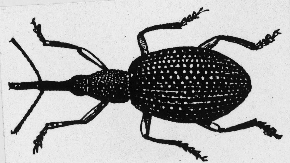 The boll weevil (Anthonomus grandis) devastated cotton crops throughout the southern states. / Credit: MPI/Getty Images