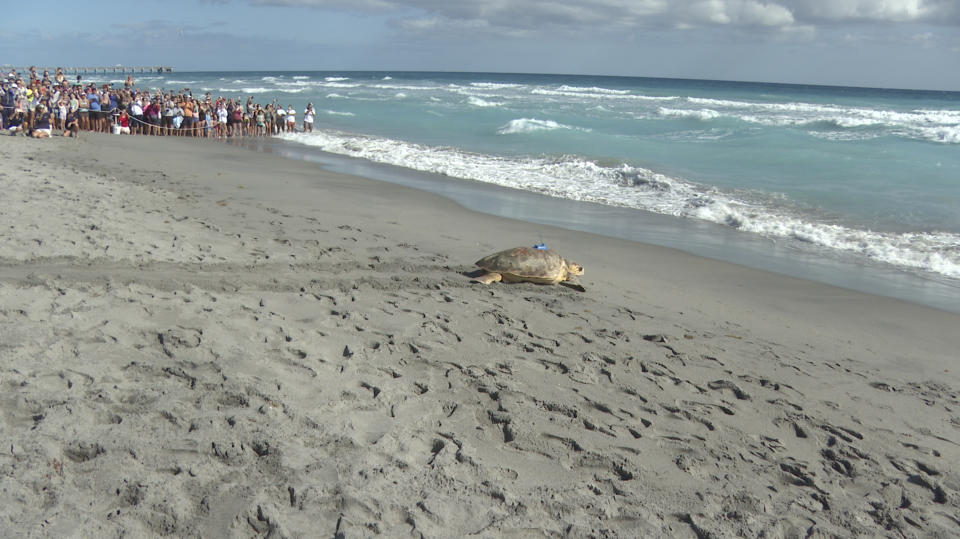 A loggerhead sea turtle named Rocky was released into the Atlantic Ocean on Wednesday, Feb. 15, 2023 in Juno Beach, Fla after spending six weeks rehabbing at Loggerhead Marinelife Center. Wednesday morning's event marked the first public sea turtle release from the Juno Beach center since 2021. (AP Photo/Cody Jackson)