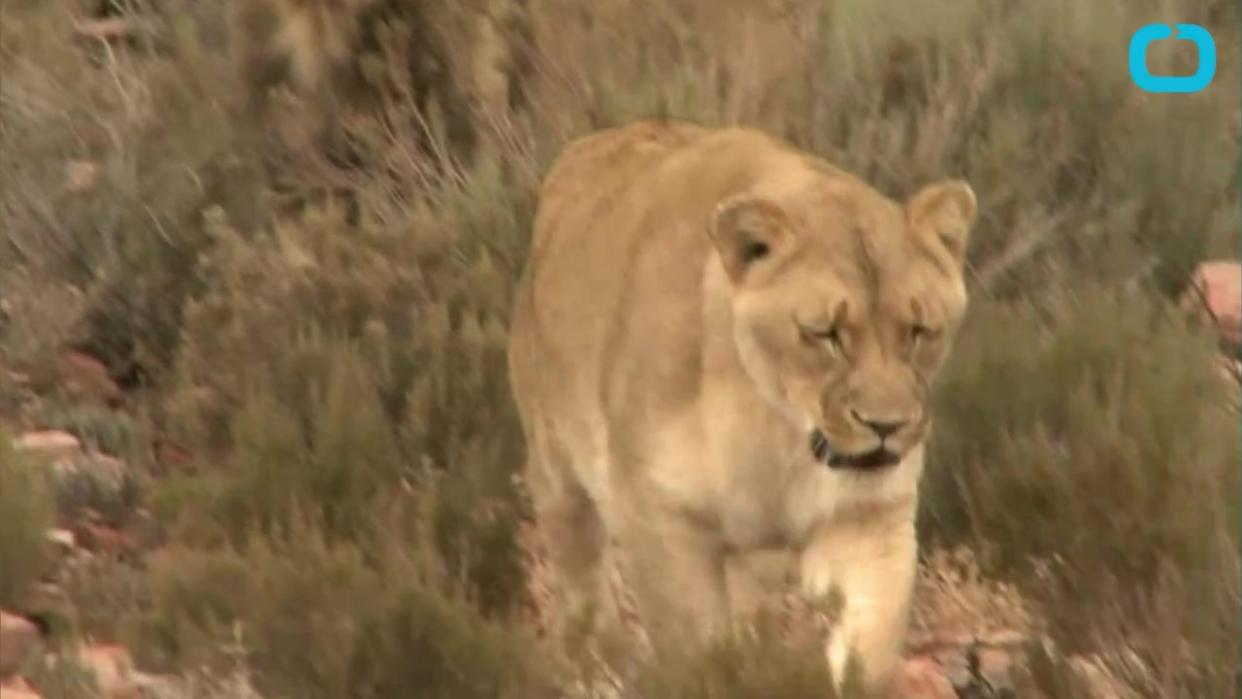 Lions Escape Into Kenya's Capitol